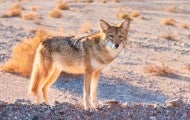 Coyote in Death Valley National Park