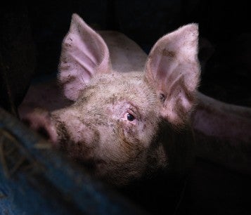 Peering through the gloom of a barn, one of 500 pigs finds a chink of light on a bright summer morning