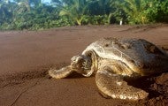 A sea turtle faces the ocean on a sandy beach with tropical trees in the background