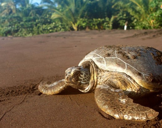 A sea turtle faces the ocean on a sandy beach with tropical trees in the background