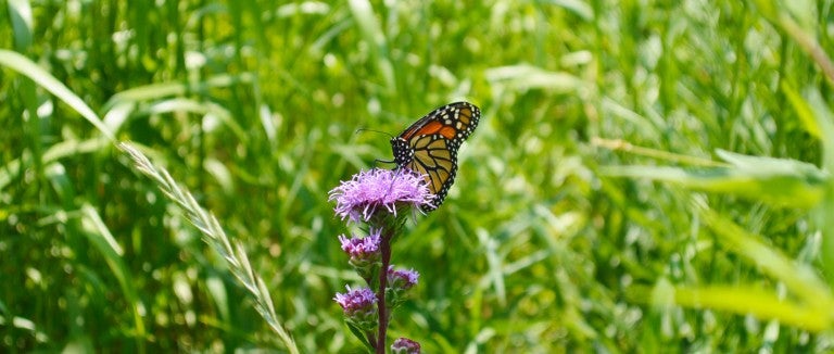 Monarch butterfly in a field of grass