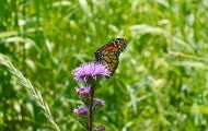 Monarch butterfly in a field of grass