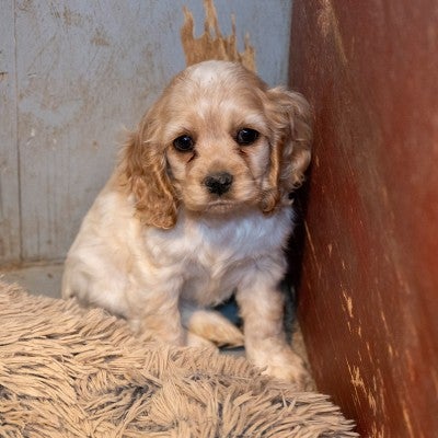 Small golden dog hides in corner of small enclosure