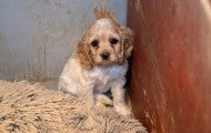 Small golden dog hides in corner of small enclosure