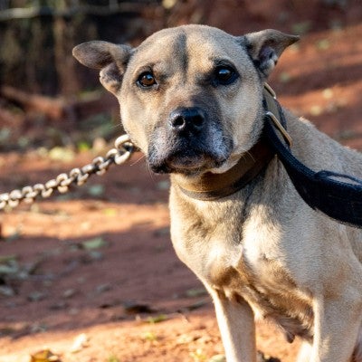 Cold dog chained outside during HSUS animal rescue
