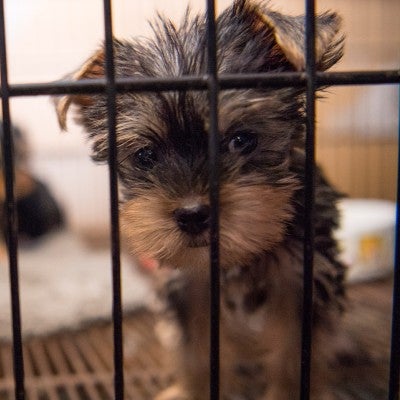 NC Puppy Mill Rescue