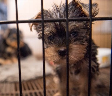 NC Puppy Mill Rescue