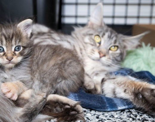 Mother and child cat at temporary shelter after being rescued by HSUS animal rescue team