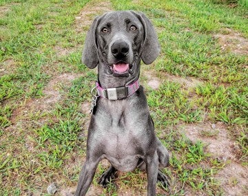 Alis the puppy grown up