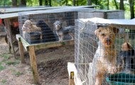 Rows of outdoor rabbit hutches used for housing dogs at a puppy mill.
