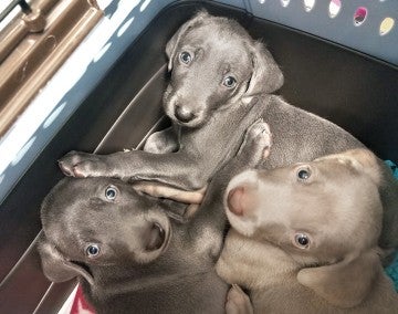 Pearls three puppies