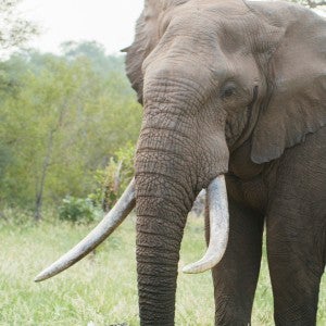 A mature elephant bull with lush green savanna brush in the background.