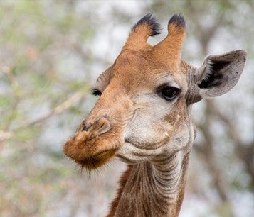 Close-up of a wild giraffe in Africa
