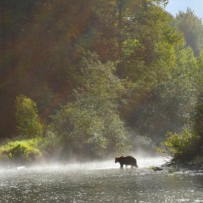 Wide shot of a grizzly bear walking on a riverbank with lush trees and rays of sunlight behind.