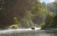 Wide shot of a grizzly bear walking on a riverbank with lush trees and rays of sunlight behind.