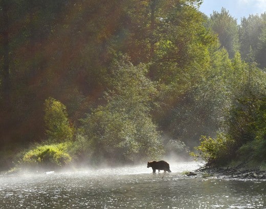 Wide shot of a grizzly bear walking on a riverbank with lush trees and rays of sunlight behind.