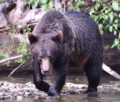 Close up of a grizzly bear hunting in a shallow river.