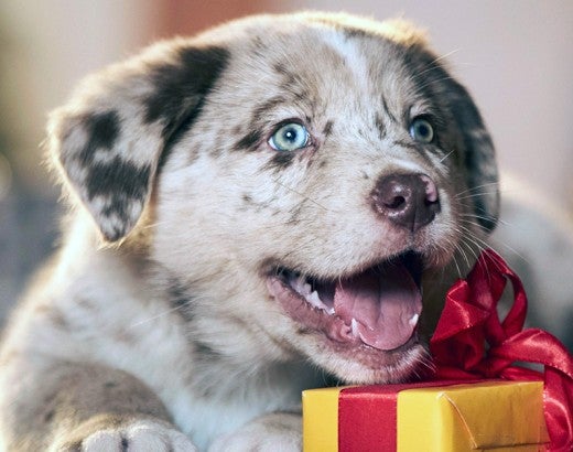 Cute puppy with a holiday gift