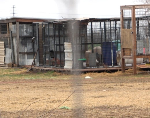 Outdoor dog kennels in poor condition