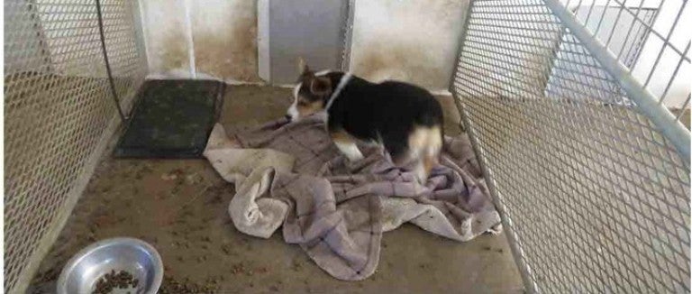 A dog living in a dirty enclosure at a puppy mill