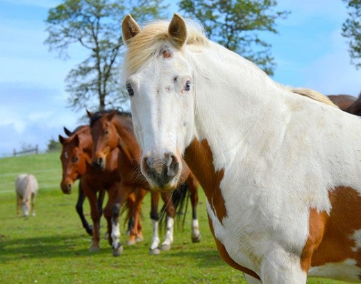 Horse at Duchess Sanctuary