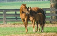 Horse nuzzling her foal on a farm