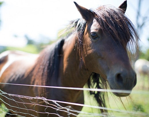 Horse before being rescued by HSUS