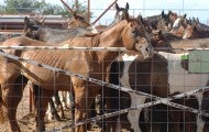 American horses in export pens in Texas and New Mexico before transport to Mexican horsemeat plants