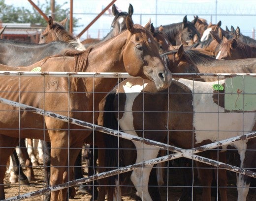 American horses in export pens in Texas and New Mexico before transport to Mexican horsemeat plants