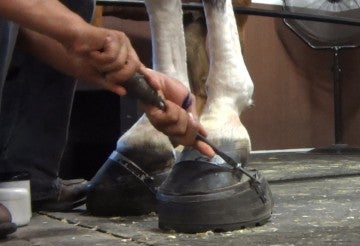 undercover photo of someone "soring" a horse to create an exaggerated and unnatural gait known as the “big lick."