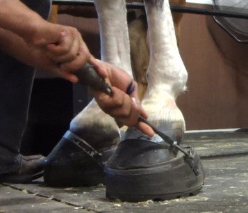 undercover photo of someone "soring" a horse to create an exaggerated and unnatural gait known as the “big lick."