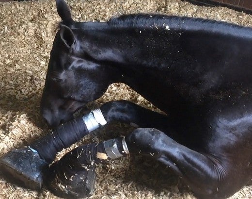 Horse suffering from soring on his legs
