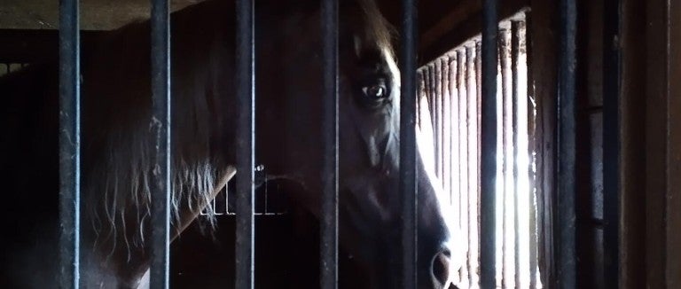 A horse standing in a stall