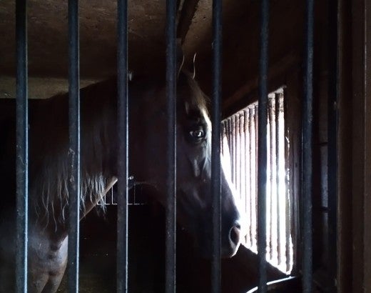 A horse standing in a stall