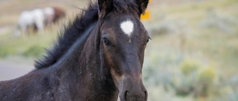 Cute Young Foal Wild Horse of the Badlands