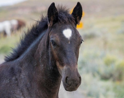Cute Young Foal Wild Horse of the Badlands