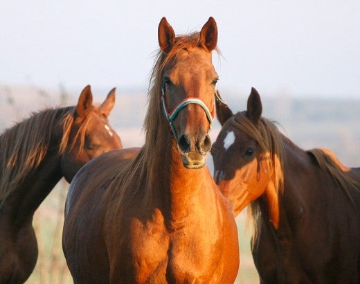 Horses in a field