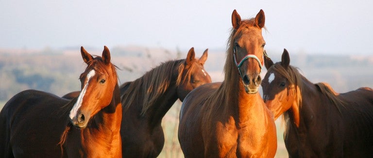 Horses in a field