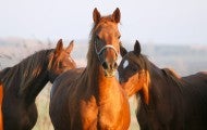 Horses in a field