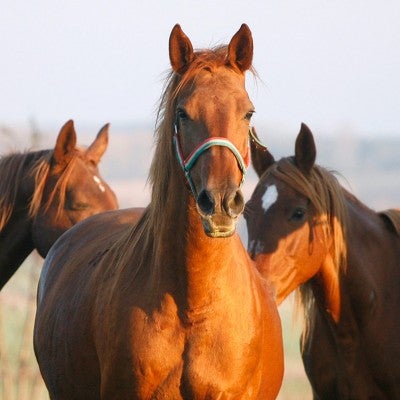 Horses in a field