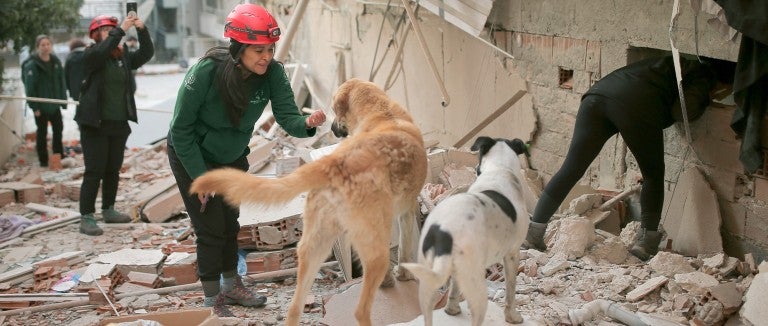 Humane Society International team with stray dogs