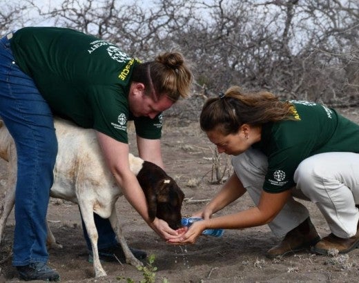 Two people from Humane Society International offer fresh water to a weak sheep