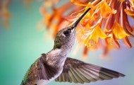 hummingbird sipping nectar from orange flowers