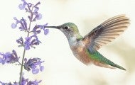 Hummingbird stopping at a flower to eat