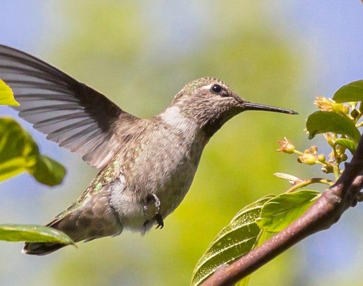 hummingbird sipping nectar from orange flowers