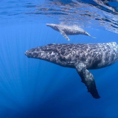 wild humpback whales in marine life habitat