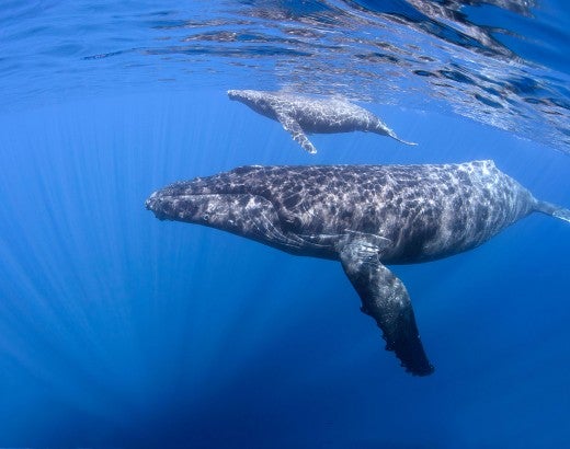 wild humpback whales in marine life habitat