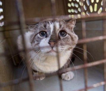 Cat rescued during Hurricane Florence response