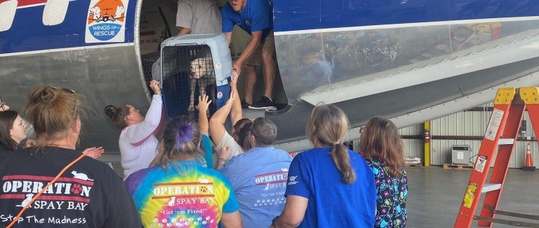People load a dog onto a plane