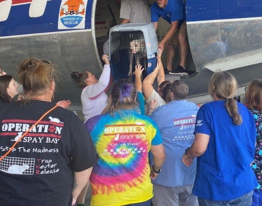 People load a dog onto a plane